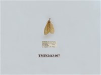 藏品(燈蛾29)的圖片